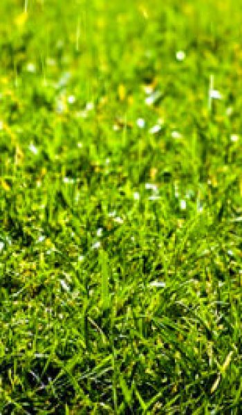 assorating – energia verde – assorating - energia verde -